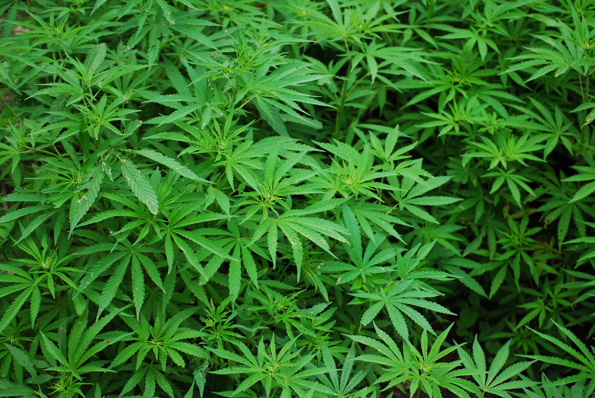 Guidance and FAQs on Cannabis Research and Funding | Rutgers Research