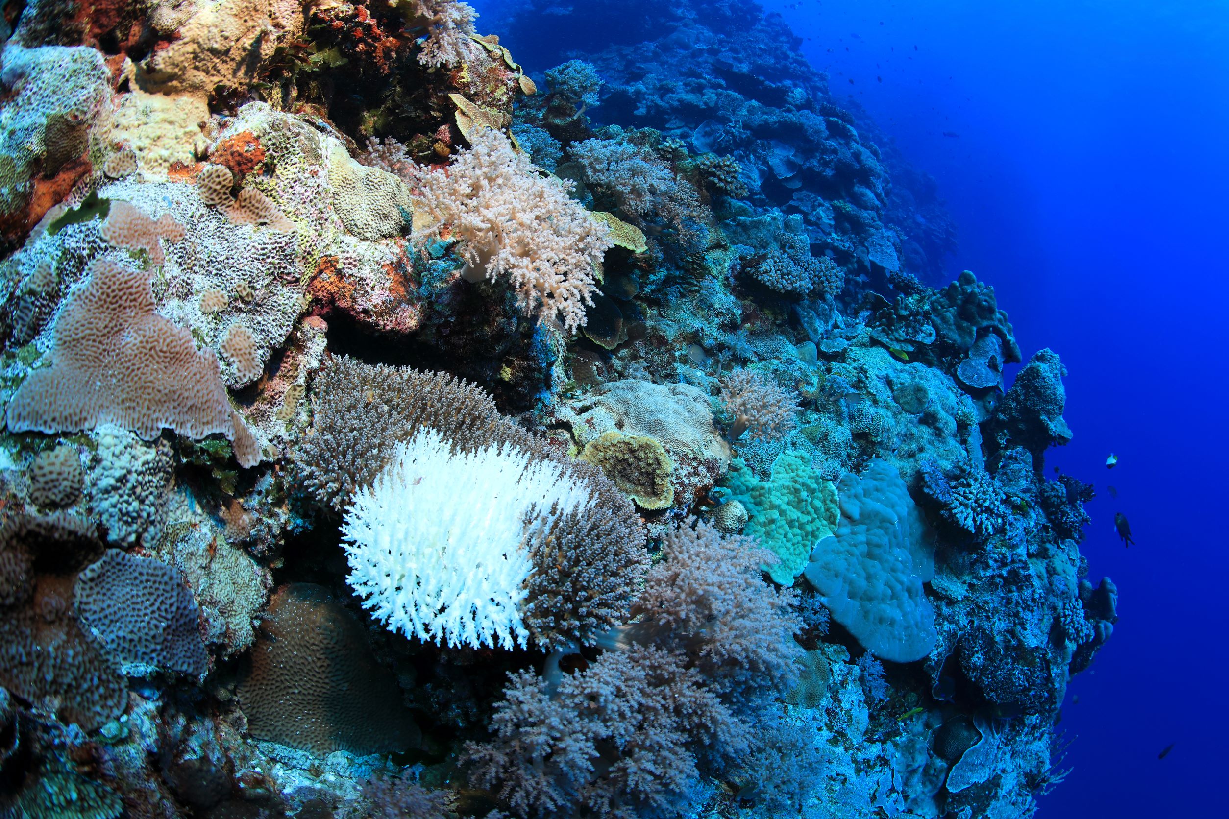 Impacts of climate change on World Heritage coral reefs: update to the  first global scientific assessment