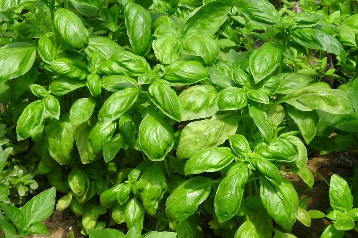 Rutgers Basil | Rutgers Research