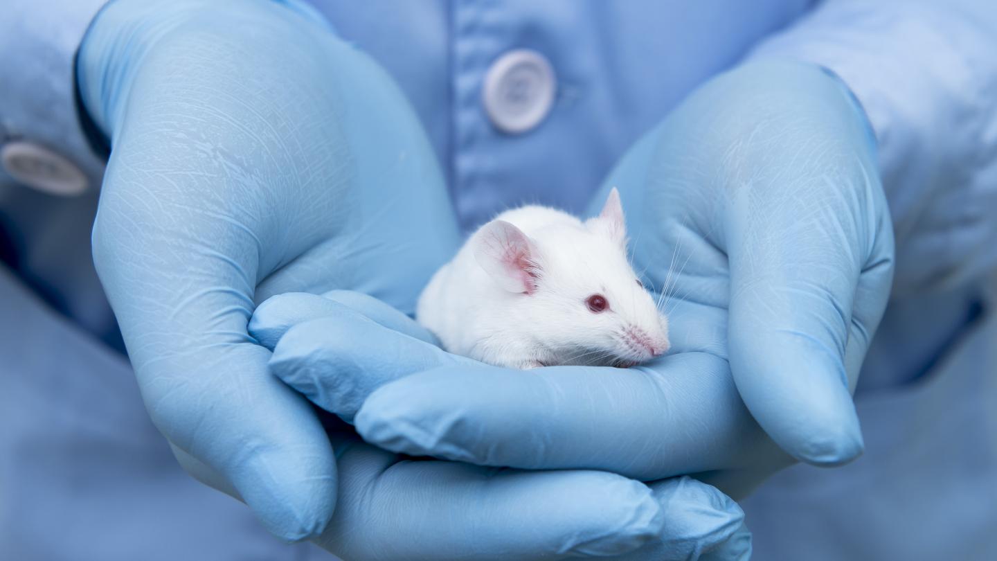 Institutional Animal Care and Use Committee | Rutgers Research
