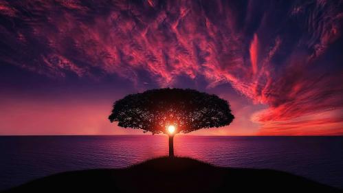 Single tree with purple sunset