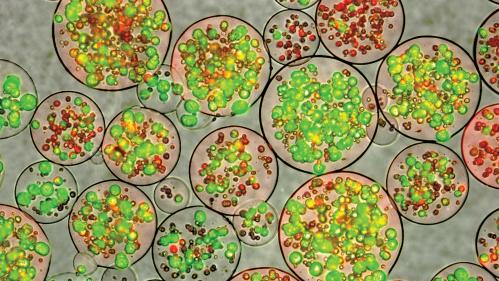 Microscopic images of cells