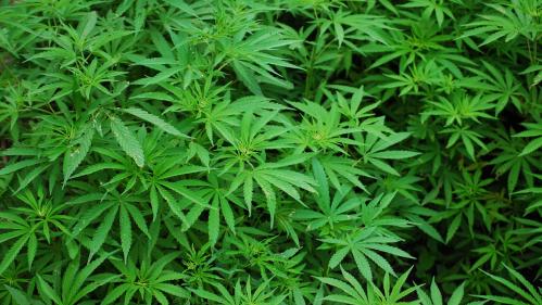 cannabis foliage