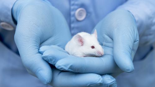 Small experimental mouse is on the laboratory researcher's hands