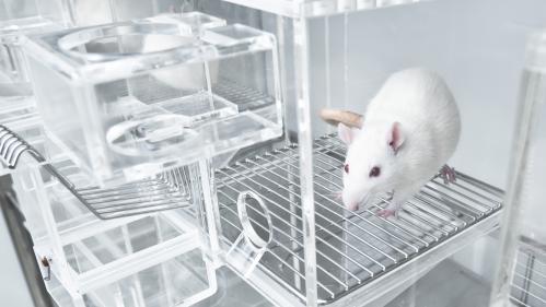 White rat in laboratory metabolic cage