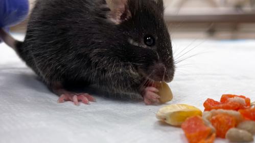 Lab Mouse eating food