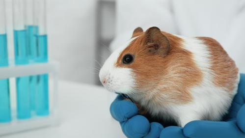 Laboratory worker holding a Guinea Pig