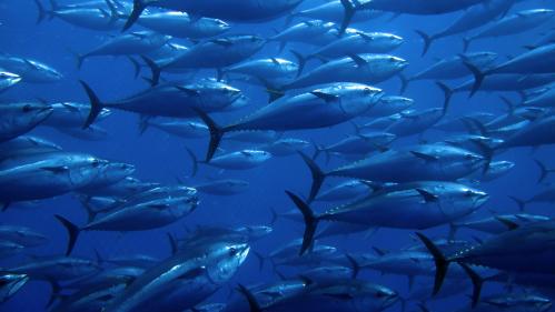 Bluefin tuna