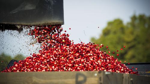 Cranberries being loaded into farm container
