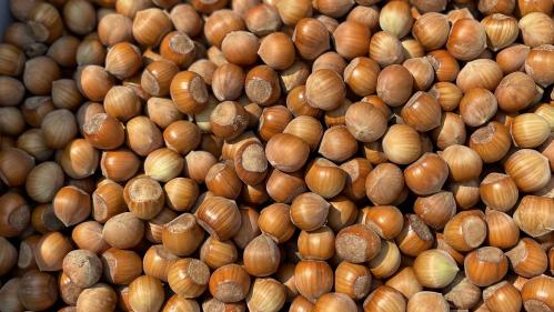 rutgers hazelnuts laying in a pile after harvest