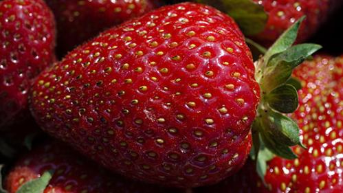 Rutgers strawberries