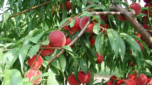 Rutgers peaches hanging off a tree