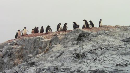 Penguins