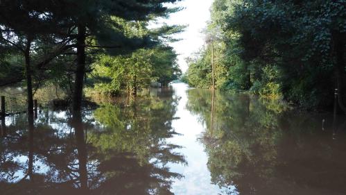 Flooded street through forested area. A clump of tall evergreens are on each side.