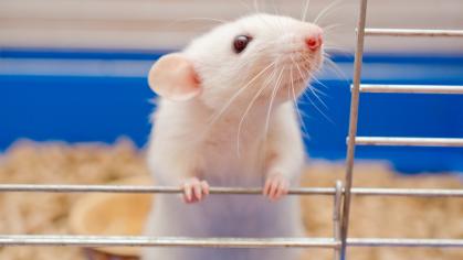White Rat Animal Care