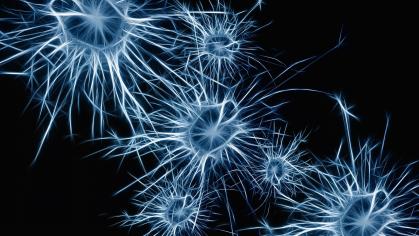 Image of Neurons