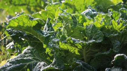 kale garden Agriculture