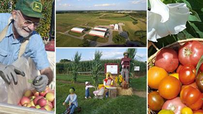 Collage of images of tomatoes and Snyder Fram