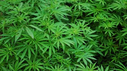 cannabis foliage