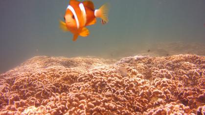 Clownfish