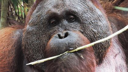 Orangutan eating 