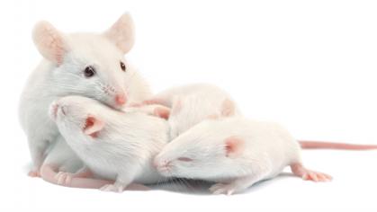White adult mouse with three of pups