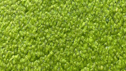duck weed
