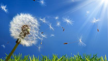 Photo of Dandelion Floating Away Towards Sun