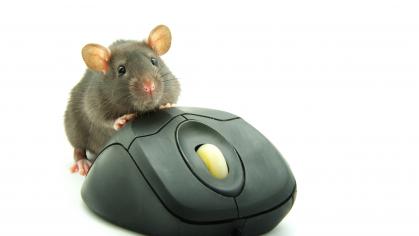 An animal mouse using a computer mouse