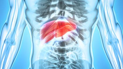3D illustration of liver