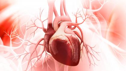 Anatomy of a heart
