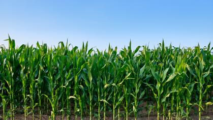 Closeup of a green cornfield with maize in Germany in July