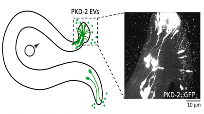 Roundworm image