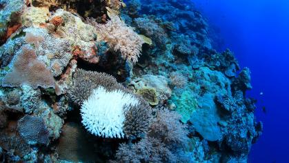corals bleaching