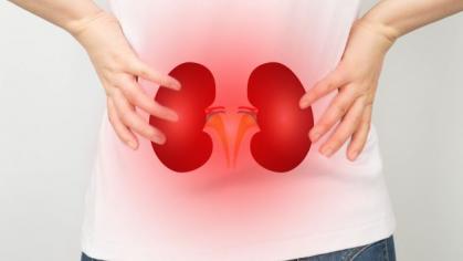 3D image of injured or painful kidney's inside a body