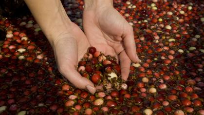 Hands holding cranberry harvest