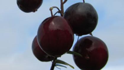 Welker Cranberry on the vine