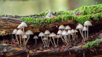 White Mushroom / Fungi in Wood 