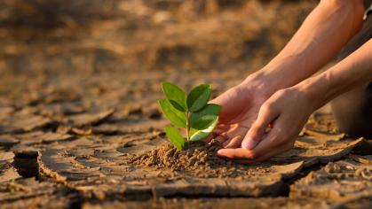 image of hands with a baby tree