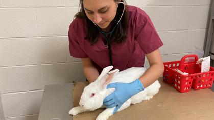 Veterinary Lab Staff taking care of a rabbit