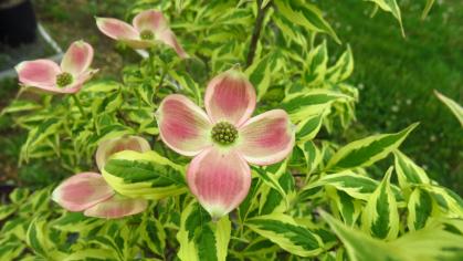 Variegated Stellar Pink® Dogwood flower