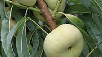 Rutgers Tangos II Peach