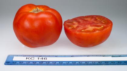 Rutgers KC-146 Tomato