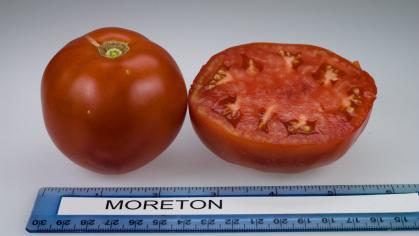 Rutgers Moreton Tomato