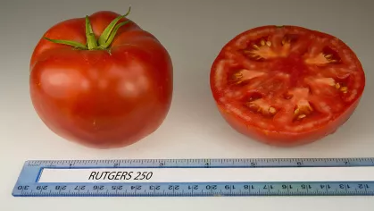 Rutgers 250 tomatoes