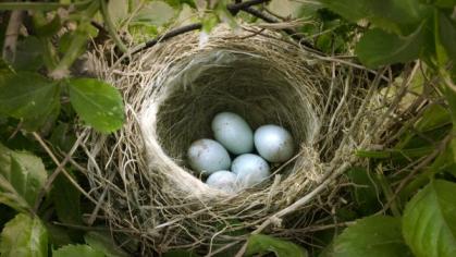 Small nest with five white eggs