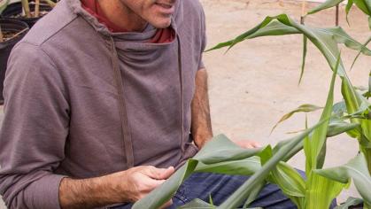 Andrea Gallavotti, professor in the Department of Plant Biology and the Waksman Institute of Microbiology, examining young maize plants in the greenhouse.