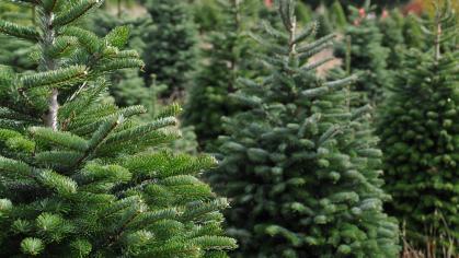 Pine Tree Farm