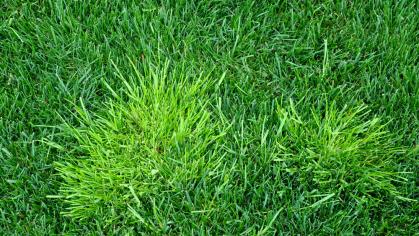 Troublesome annual bluegrass light green in color