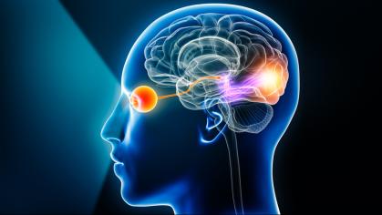 Visual Cortex